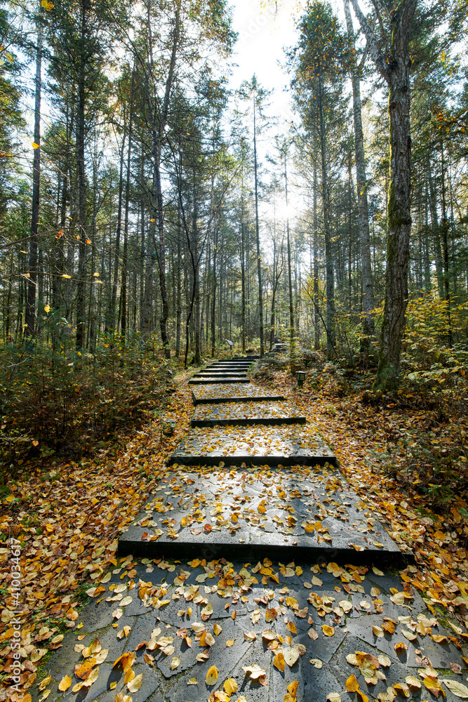 The path in the autumn forests.