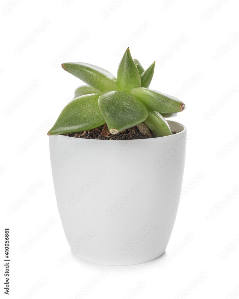 Green succulent in pot on white background