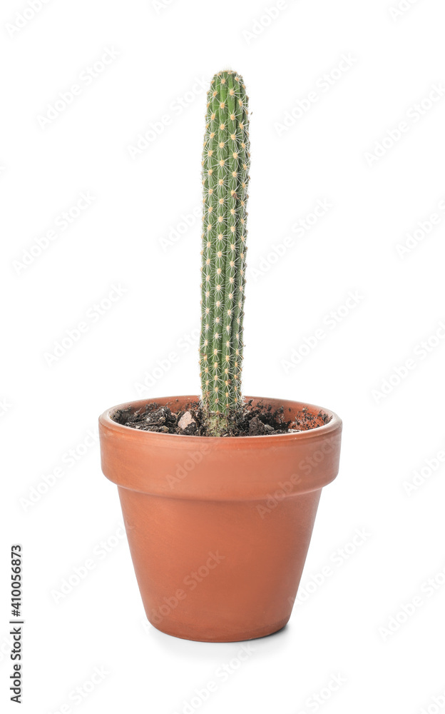 Green cactus in pot on white background