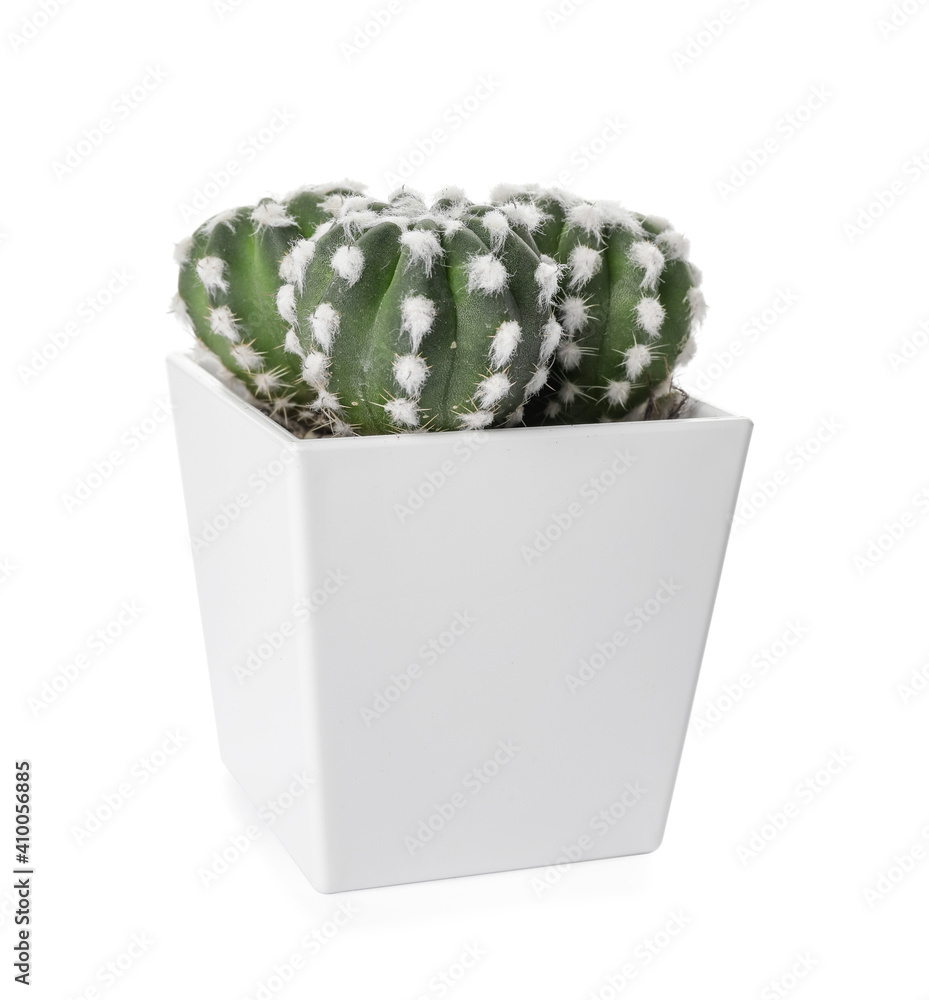 Green cactus in pot on white background