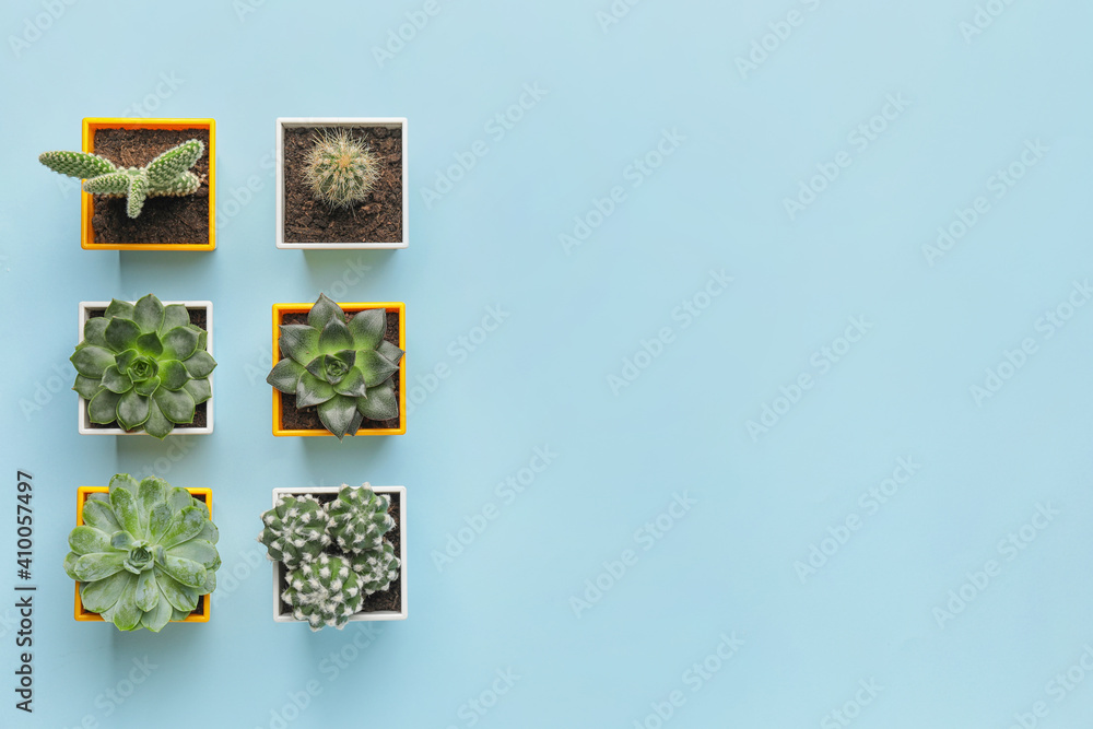 Different succulents and cacti on color background