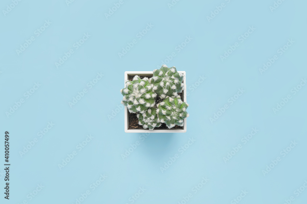 Green cactus in pot on color background