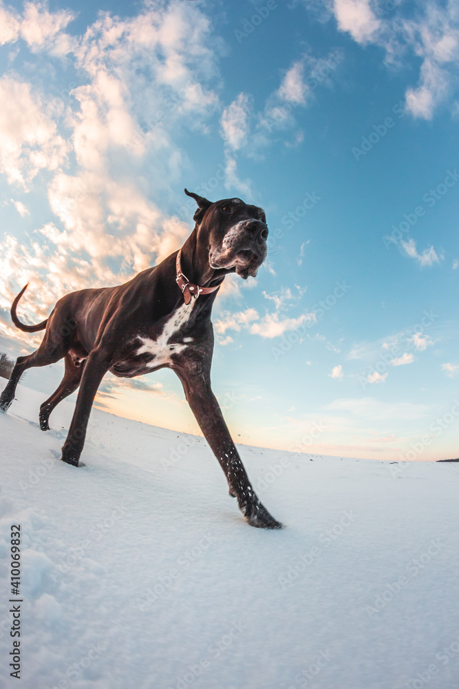 Big dog runs in the snow in winter, Great Dane explores the snow field