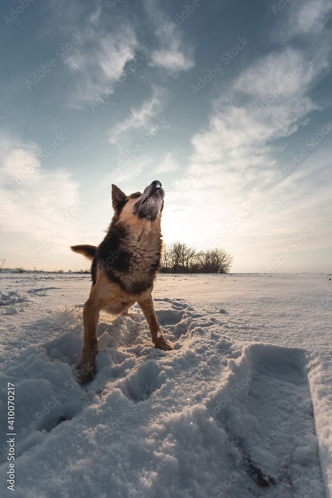 Small pet on a snowy field in winter. Dog with a bright color in the snow