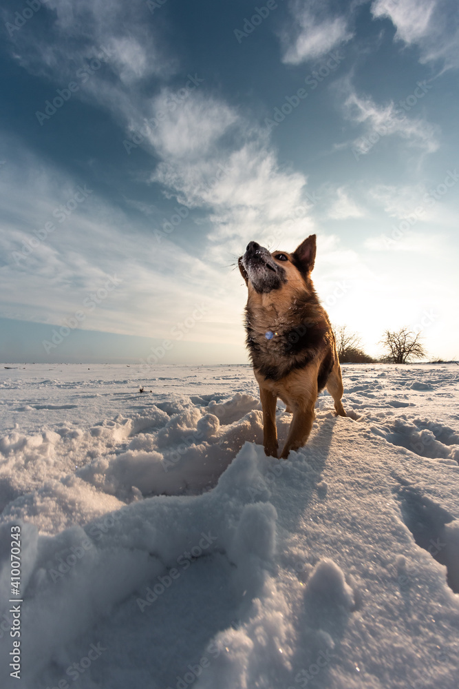 冬天雪地上的小宠物。雪中颜色鲜艳的狗