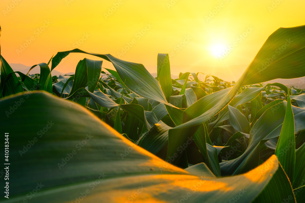 green corn field in agricultural garden and light shines sunset