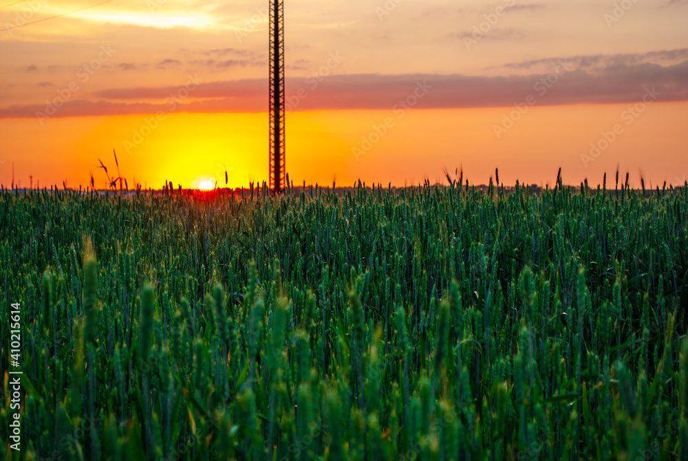 Summer sunset in the field.