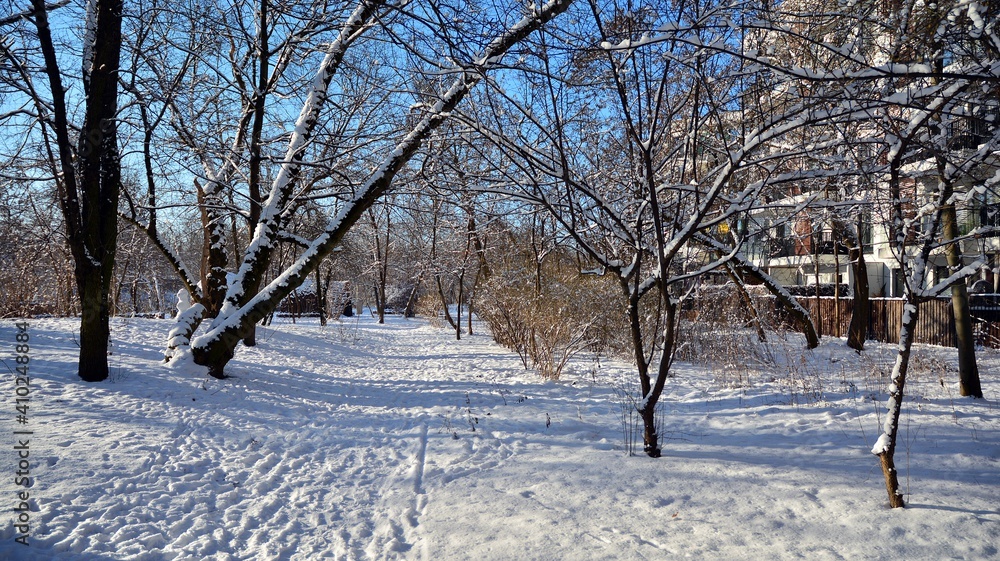 公园里被雪覆盖的树木