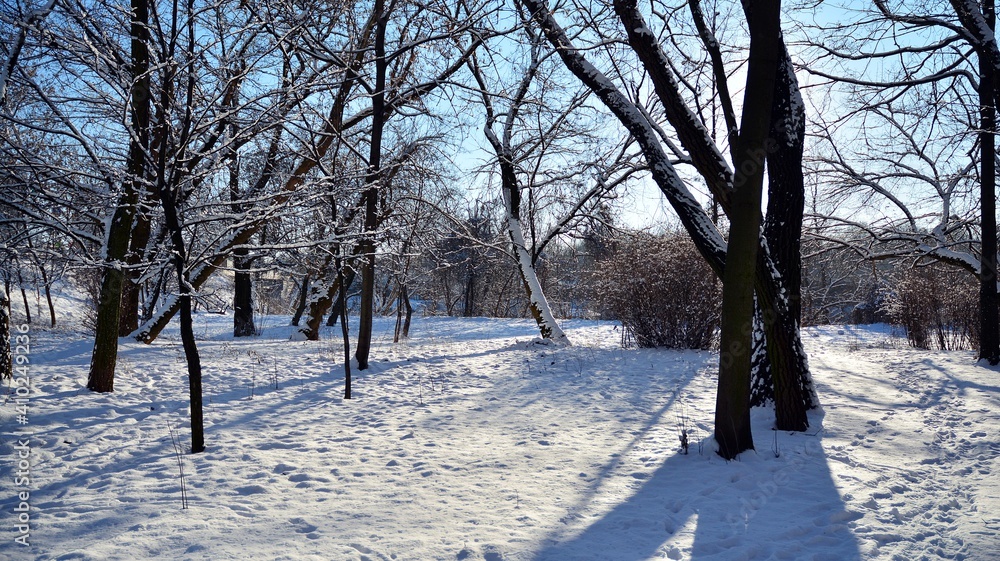 snow covered trees in the park