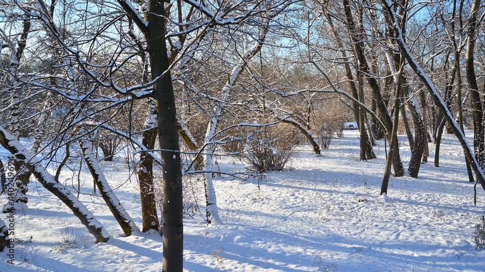 公园里被雪覆盖的树木