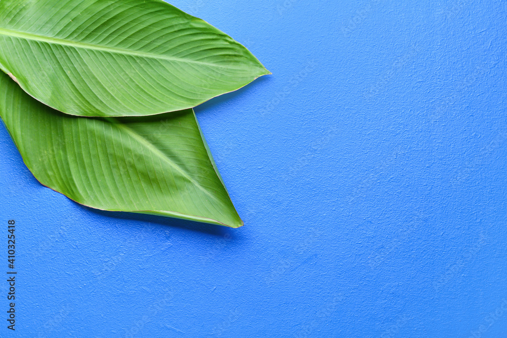 Green banana leaves on color background