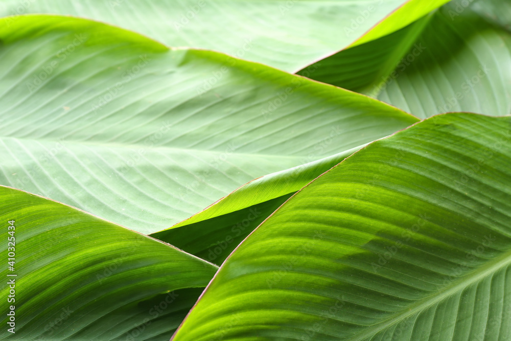 Green banana leaves as background, closeup