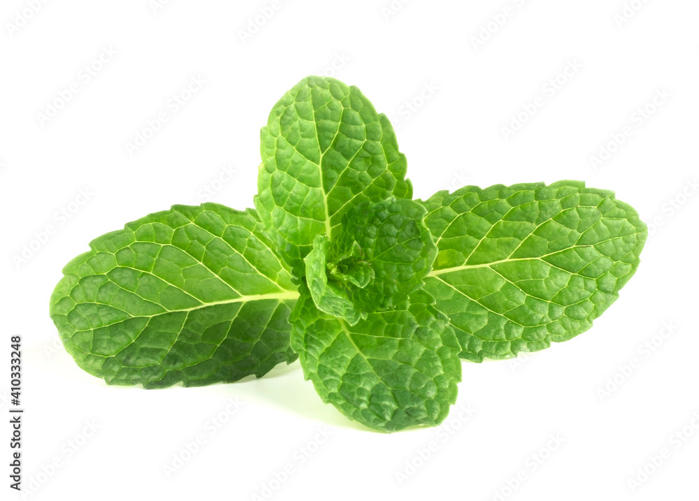 green leaf mint isolate on white background