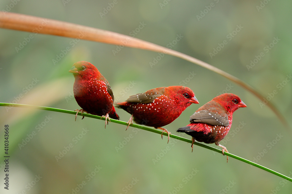 红阿瓦达瓦雄性（Amandava Amandava），栖息在托盖上的繁殖羽毛中有五颜六色的羽毛