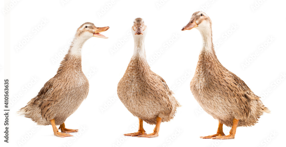 shelduck stand on white background.