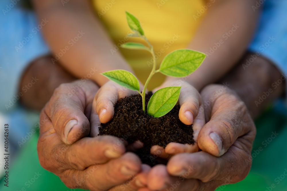 Senior man and child holding young green plant in hands