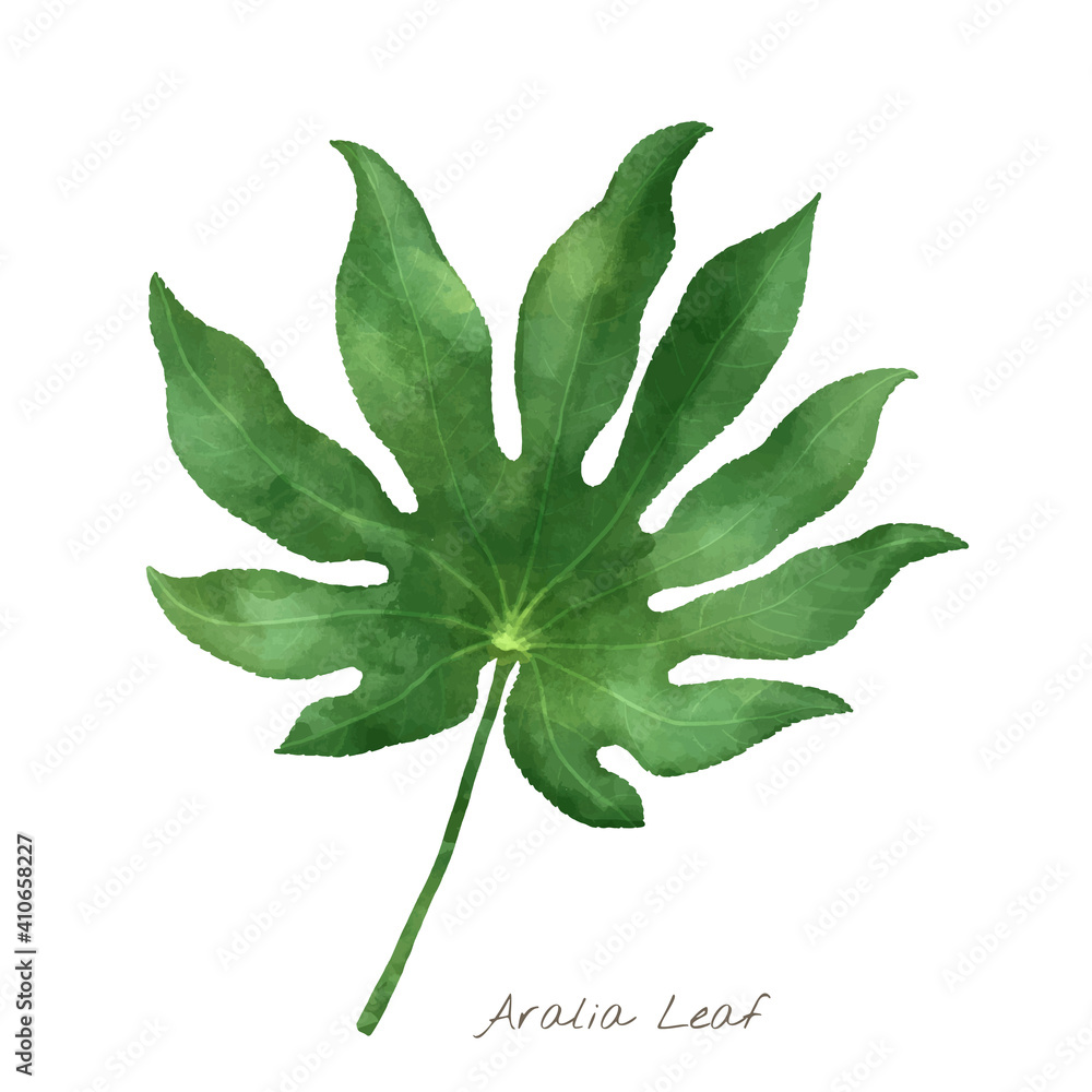 Aralia leaf isolated on white background vector design illustration