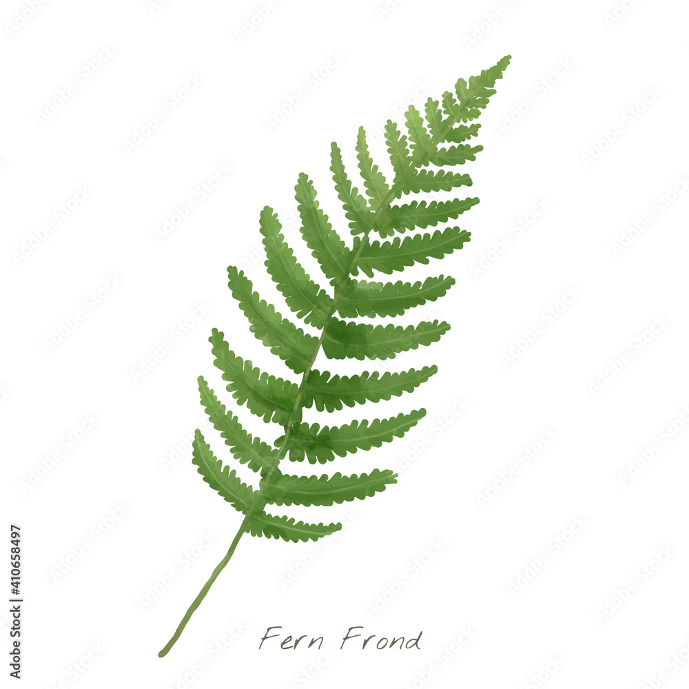 Fern frond leaf isolated on white background