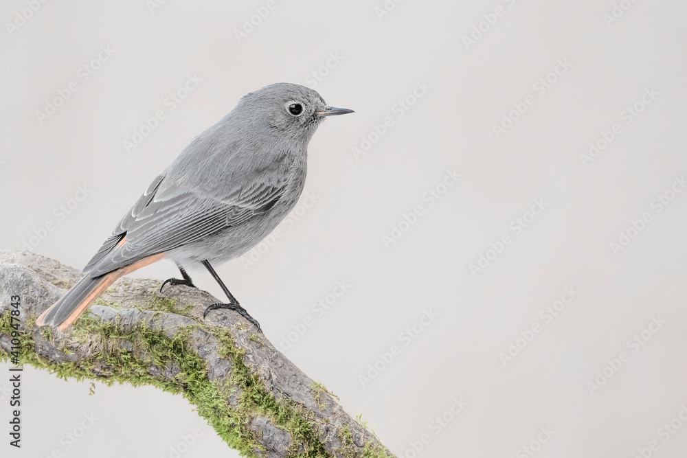 树枝上奇妙的红启动雌性（Phoenicurus Phoenicurus）