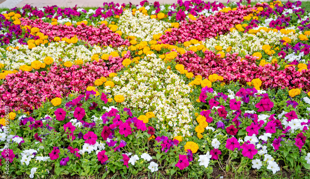 黄花和红花的花。景观设计。五颜六色的花。