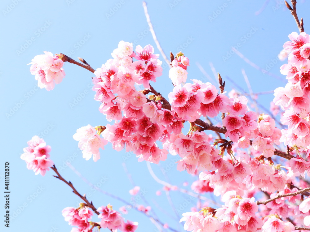 寒緋桜