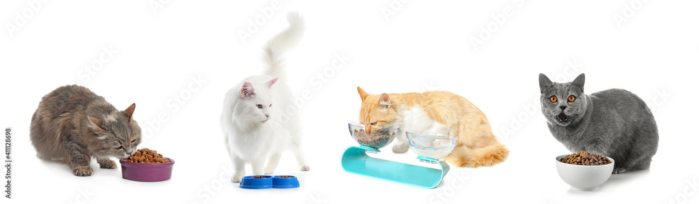 Cute cats eating food from bowls on white background