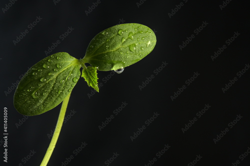 黑色背景下的植物花蕾，绿色叶子上的水滴