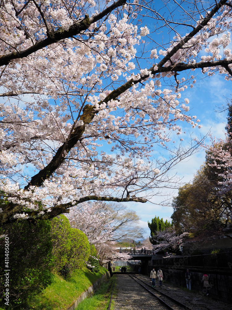 蹴上げインクラインの桜並木