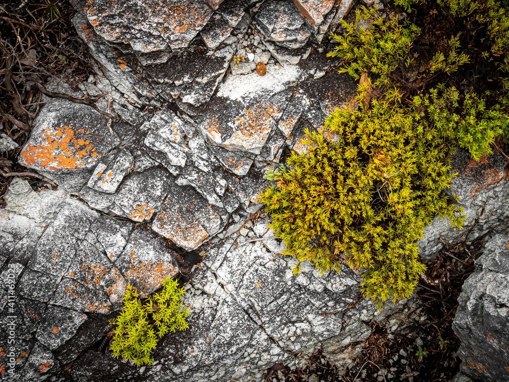 Rocks and coastal vegetation along the Cliff Path in Hermanus, Western Cape. South Africa