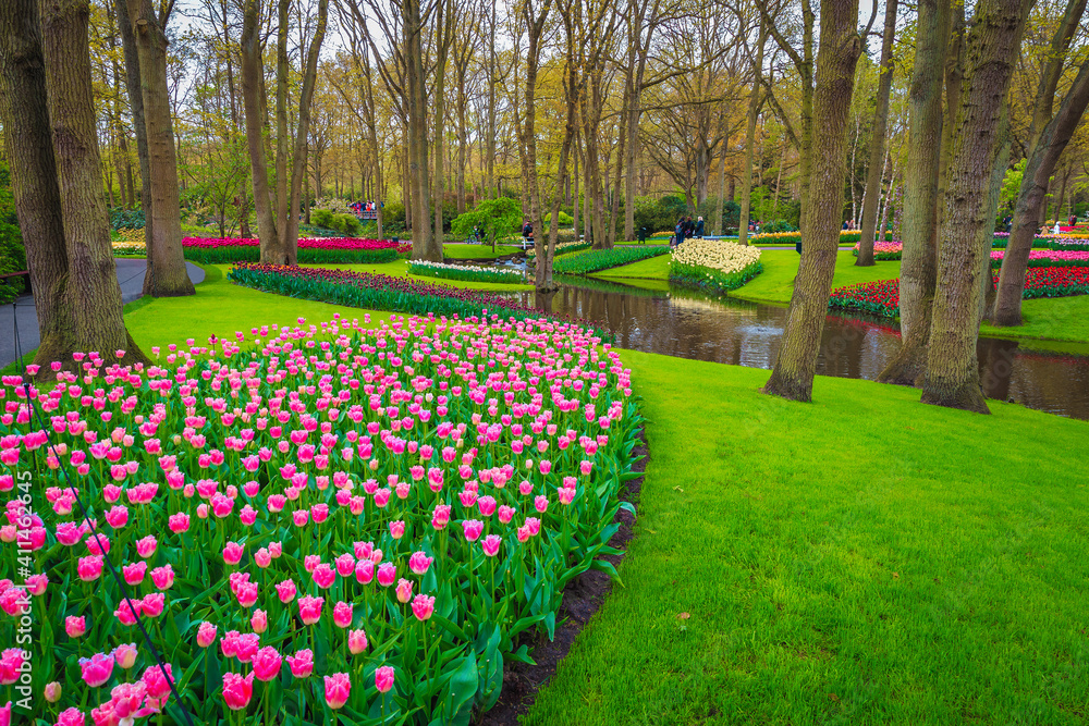 Various colorful tulips and spring flowers in the park, Netherlands