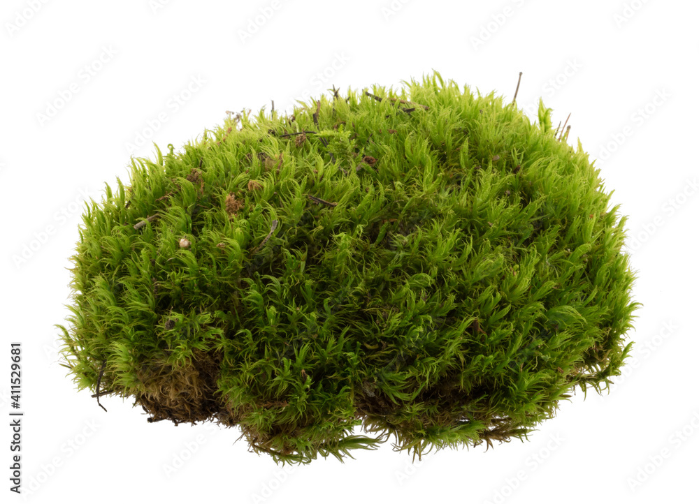 Green moss isolated on white background closeup