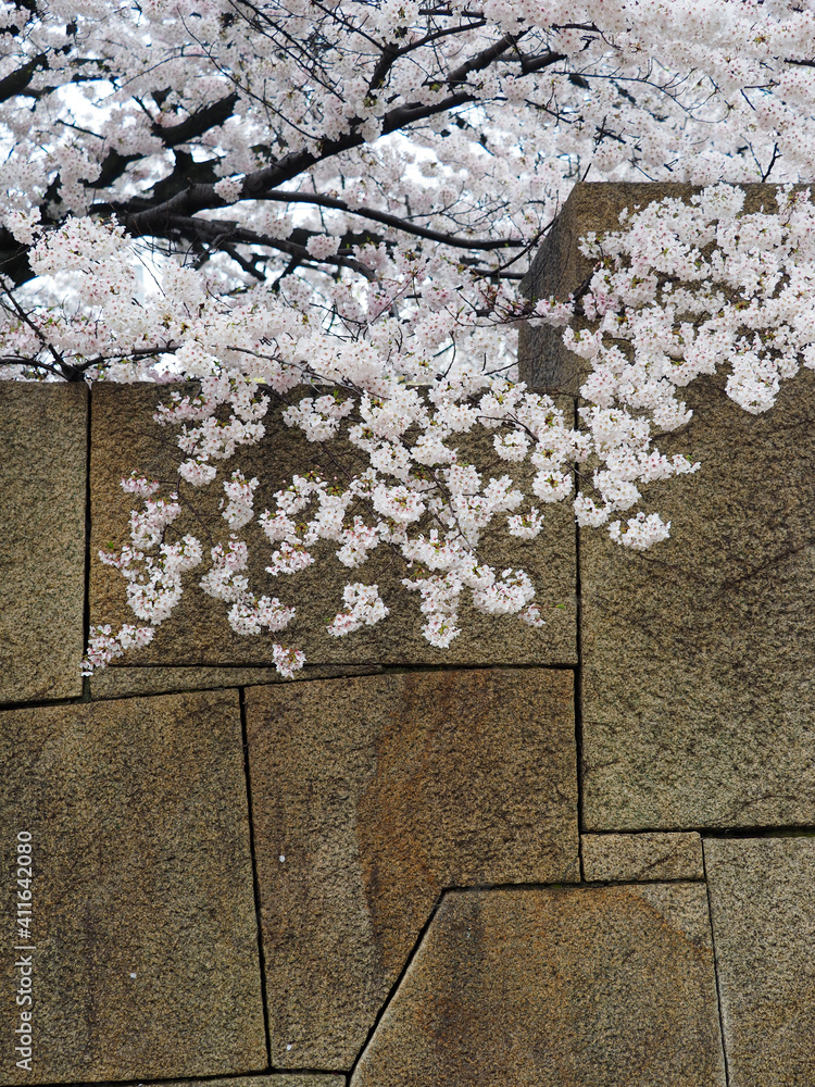 石垣と桜の花