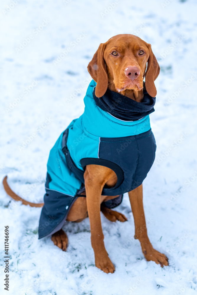 美丽的维兹拉犬穿着蓝色冬季外套，在户外享受雪天。