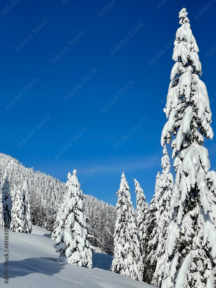 垂直：朱利安阿尔卑斯山的一片针叶林被粉雪覆盖。