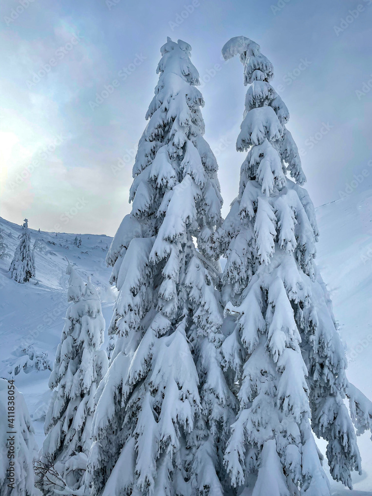 垂直：散布在博欣杰各地的云杉被新鲜的粉雪覆盖