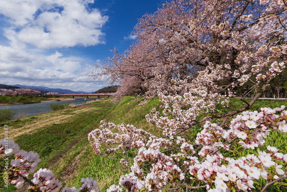 桜並木