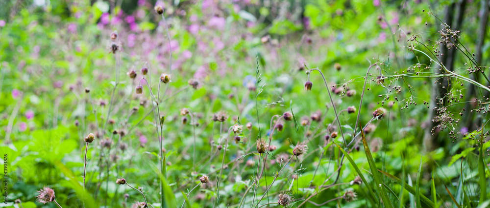 Water Avens-Geum Rivale-野生动物天然草地花园中美丽的野花。