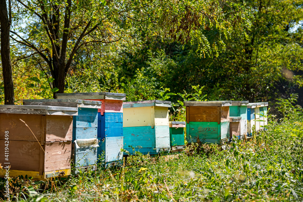 Colorful beehives in a garden in summer. Hives in an apiary with bees flying over. Apiculture concep