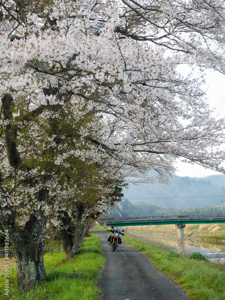 川沿いの大きな桜の木とバイク