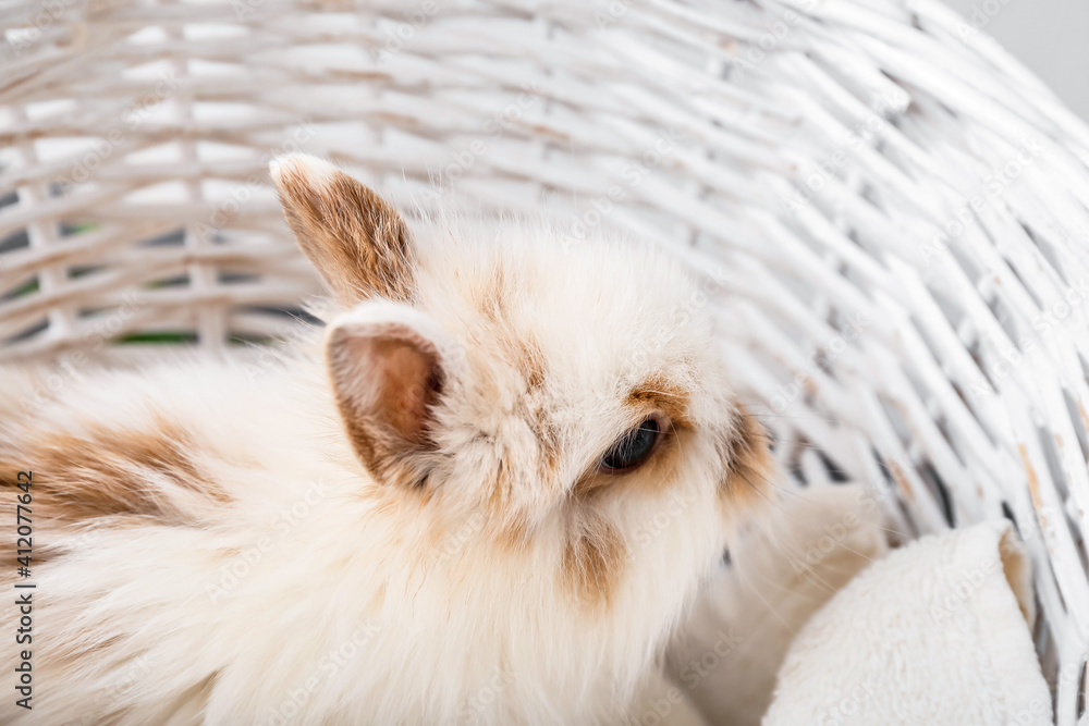 Cute fluffy rabbit in wicker basket