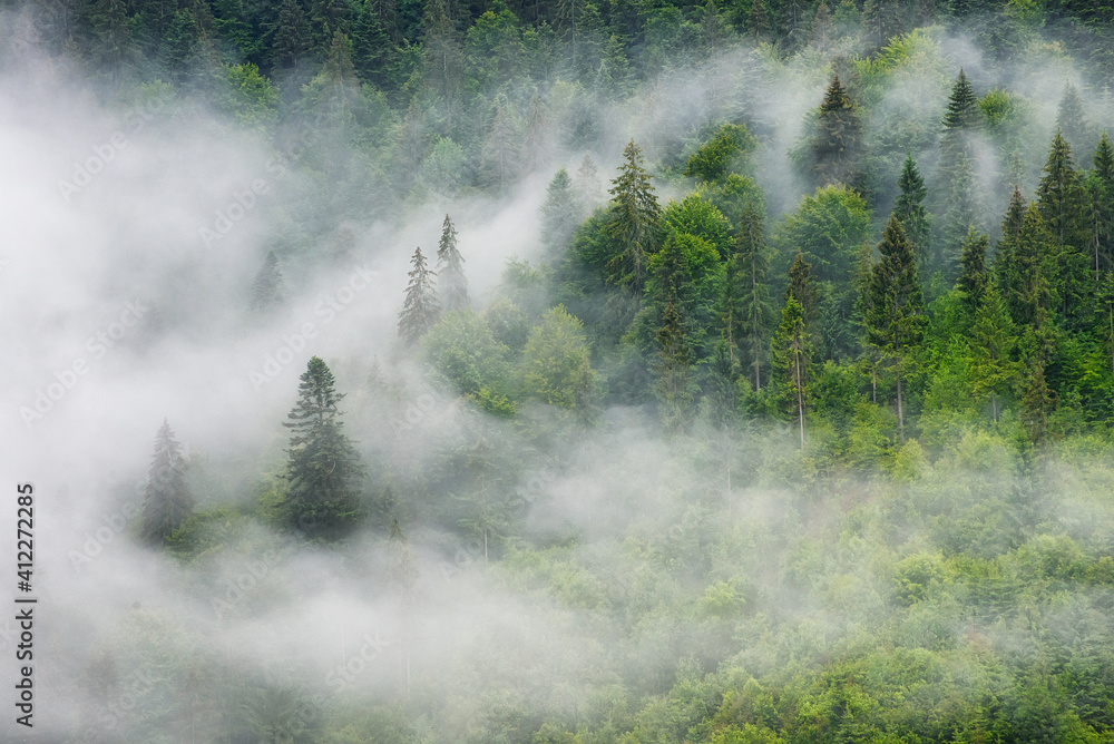 山上雾蒙蒙的森林。树木和薄雾的景观。雨后的景观。b的景色