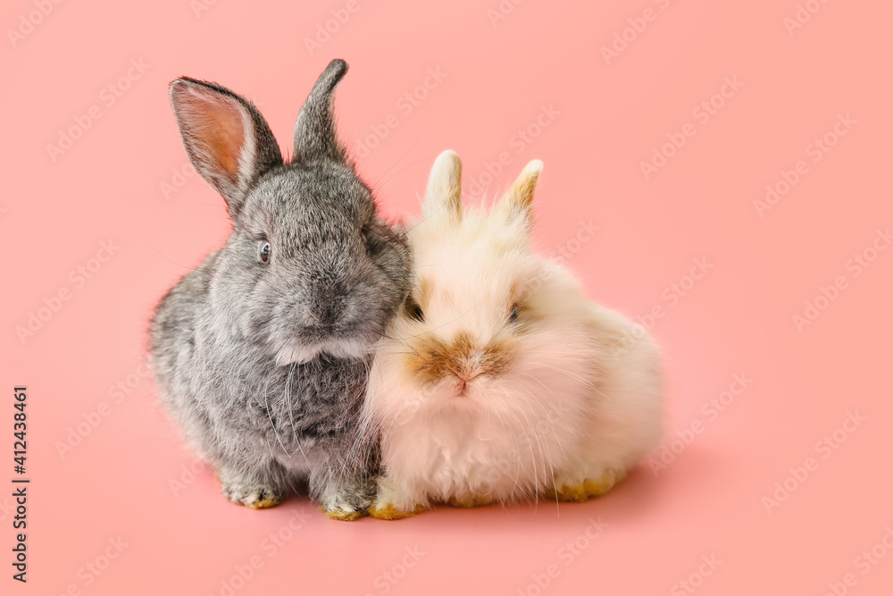 Cute funny rabbits on color background