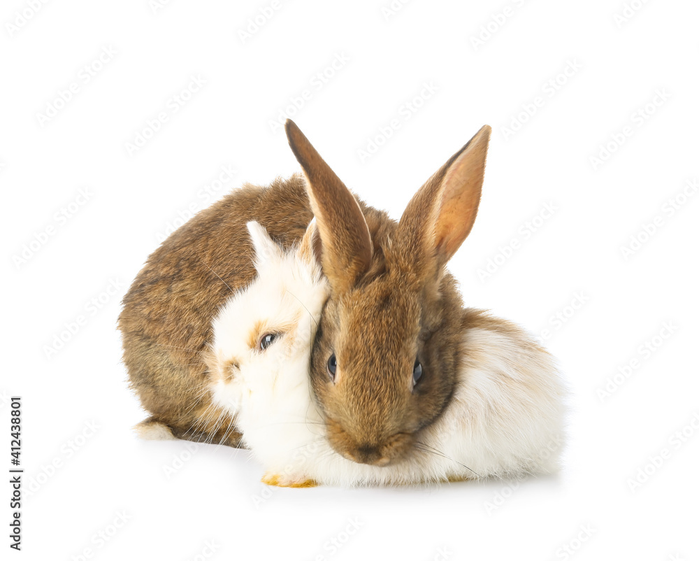 Cute funny rabbits on white background