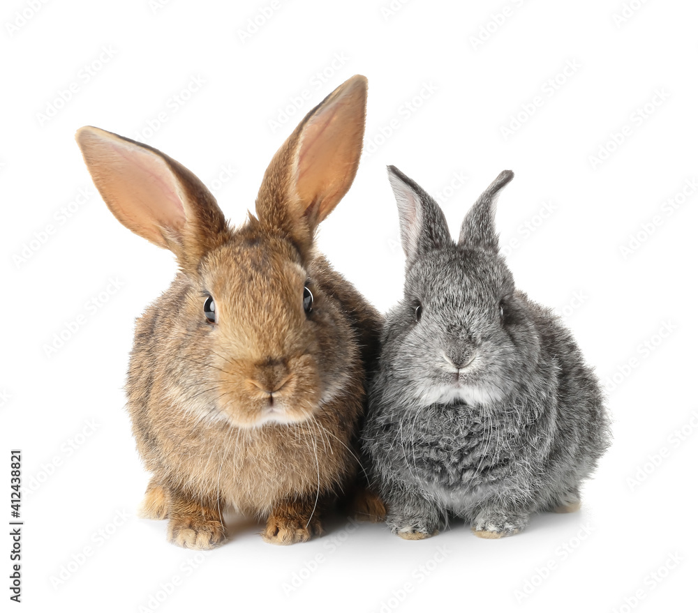 Cute funny rabbits on white background