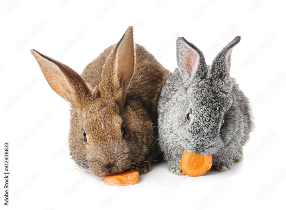 Cute funny rabbits eating carrot on white background