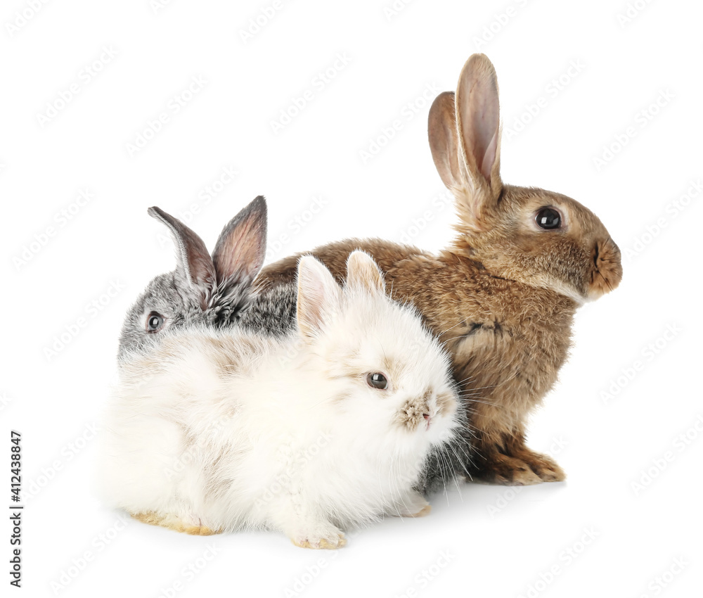 Cute funny rabbits on white background