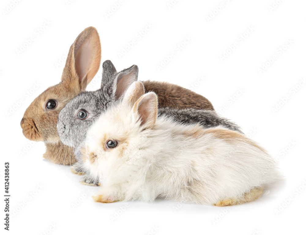 Cute funny rabbits on white background