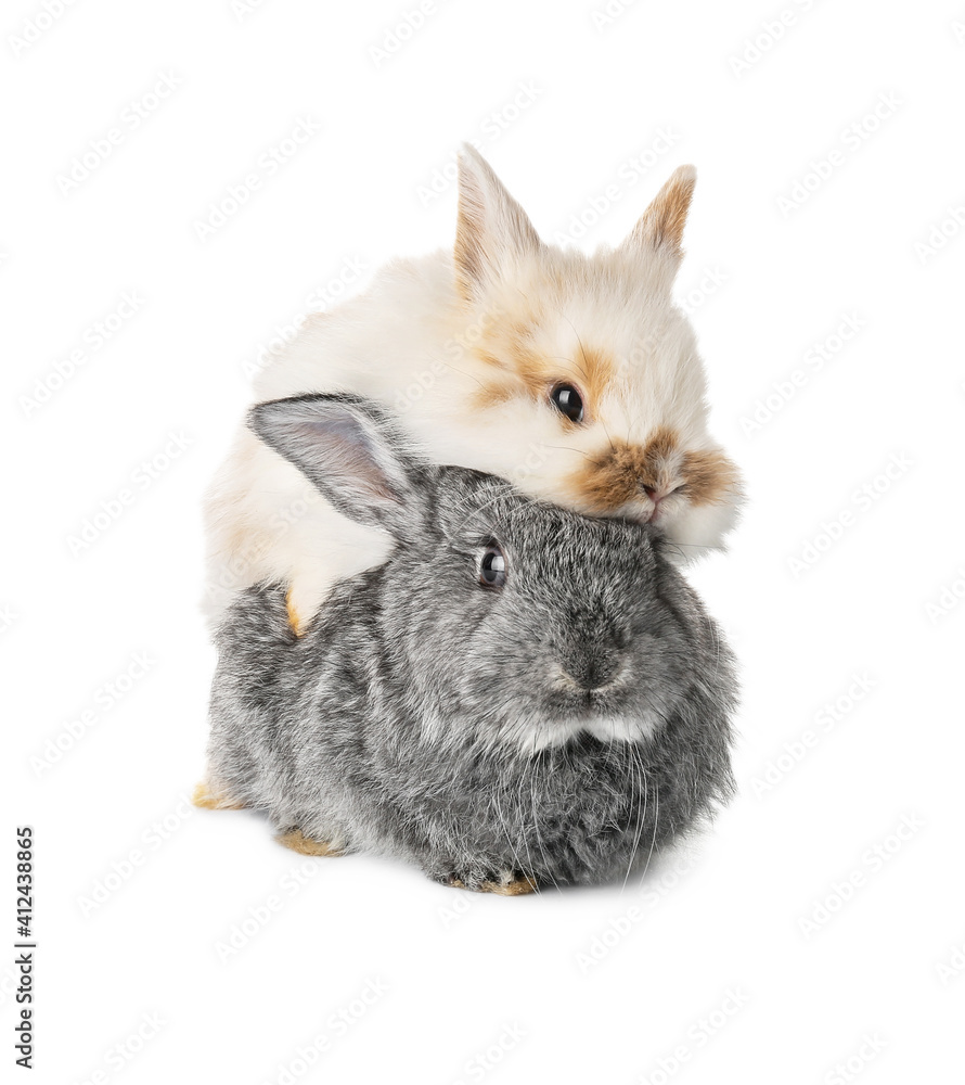 Cute funny rabbits on white background