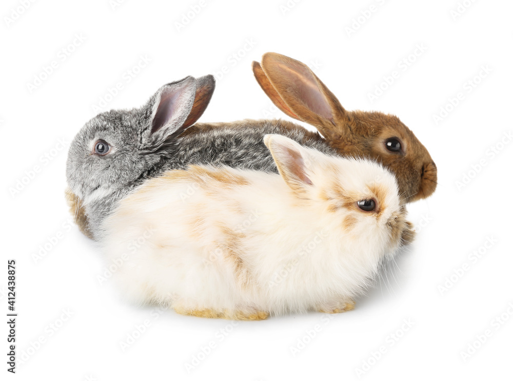 Cute funny rabbits on white background