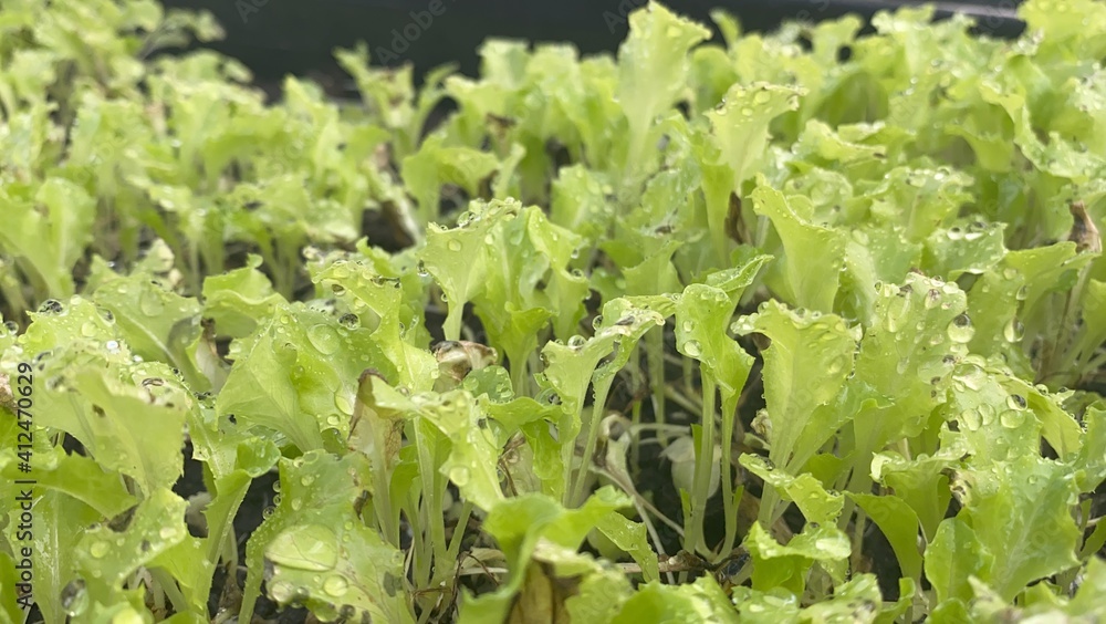 organic vegetables plant growing environment greenhouse